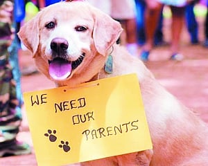 ‘New pet rules are irrational and impractical'