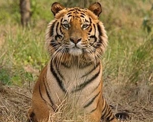 'Man-eater' tigress Avni shot dead in Maharashtra