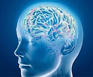 'Zombie cells' accumulate in brain before cognitive loss