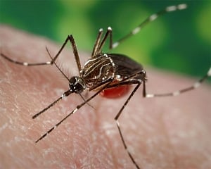 10 more Zika virus cases detected in Jaipur; total 42