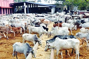A retirement plan for cows