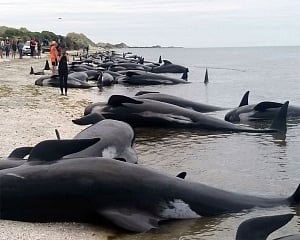 145 pilot whales die in stranding on New Zealand beach
