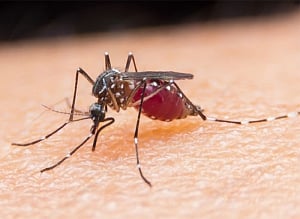 109 malaria, 56 dengue cases reported in Delhi this season