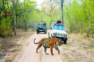 Bandipur animals deserve better rights