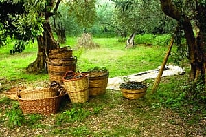 Go Greek on an olive hunt