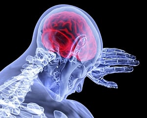 Brain's immune cells influence sexual behaviour development: Study