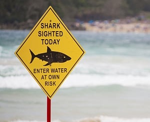 Australia kills four sharks after tourist attacks