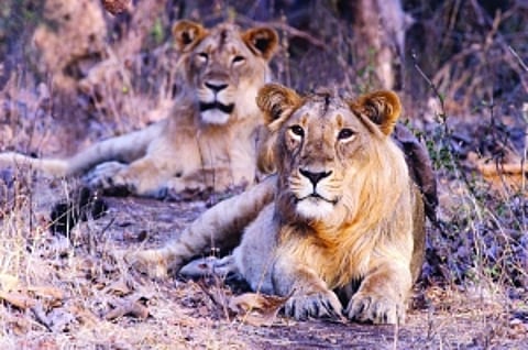 Behind the big cat deaths