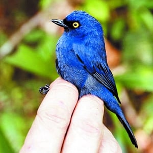 Birds find new home