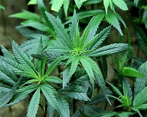 Cannabis more 'toxic' to teenage brains than alcohol: Study