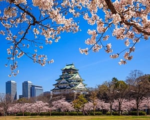 Cherry blossoms bloom unexpectedly in Japan