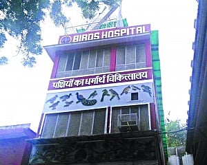 Cold and pollution preying on birds