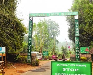 Death halts tigers’ translocation