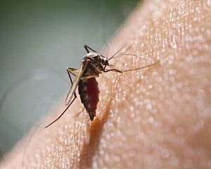 Despite winter, fresh dengue cases emerge in Delhi