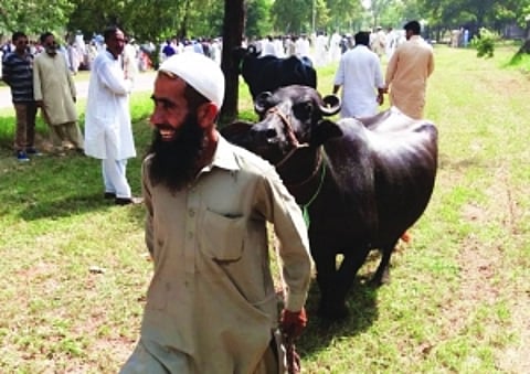 Distressed Imran milks Sharif buffaloes