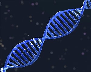 DNA tool can assess disease risk by predicting person's height