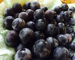 Grape compound can help protect against lung cancer: Study