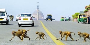 How to make a monkey out of simians at Parliament