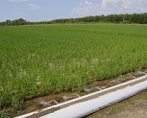 Irrigating crops with wastewater may spread diseases: Study