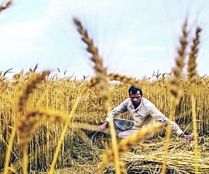 MSP: Modi Supports Peasants