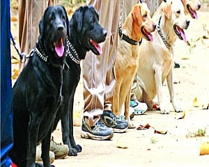 Nitish's sniffer dog squad to make Bihar dry