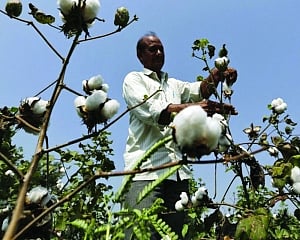 Orphaning Green Revolution
