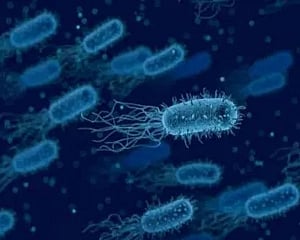 Potentially deadly bacterium becoming drug resistant: Study