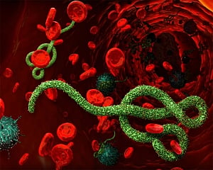 Protein to combat Ebola discovered in humans