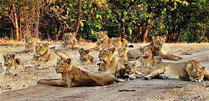 SC asks Govt to act as virus threatens Gir pride with extinction