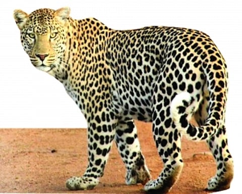 Shrinking habitats jeopardise leopards' survival