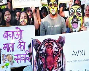 Tiger travails