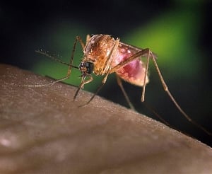 West Nile, Zika virus can lead to gut problems: Study