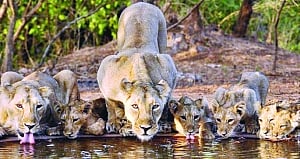 When nature becomes culture
