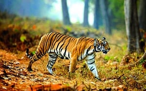 WII study to find if killer virus can cripple tigers