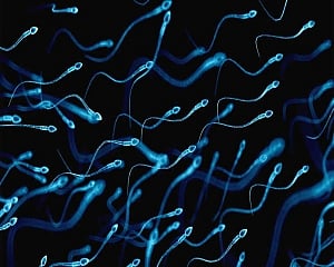 'How diet influences sperm motility decoded'