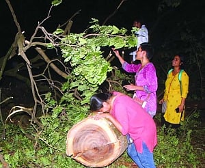 Aarey tree felling encounters rage