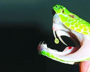 An antidote for snakebite
