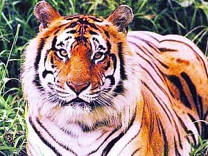 Another tiger crisis