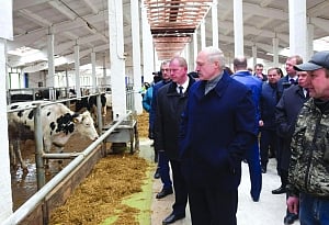 Belarusian Prez fires Guv for ill-treating cows