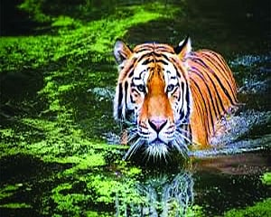 Big cat’s leap of faith
