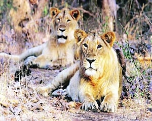 Big Cats of India
