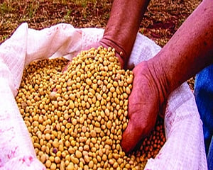 China to exempt ‘some' US soybean, pork from tariffs