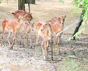 CZA to keep unruly Delhi Zoo on tight leash