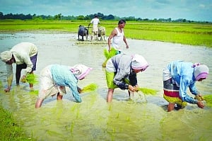 Farming as smart business
