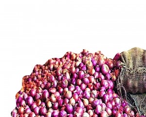 Govt OK’s import to wipe onion tears