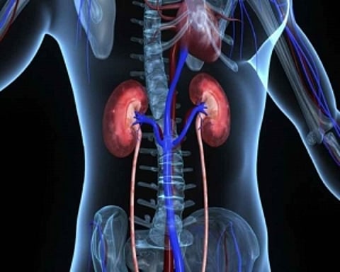 Herbs can be effective in prevention & management of kidney ailments: Experts