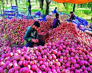 Kashmiri apples brave all odds, supply doubles