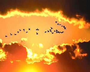 Leaving them smaller in size, global warming takes toll on birds