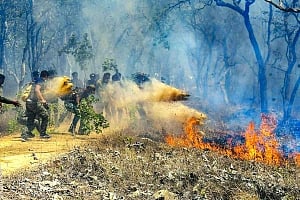 Lessons from Bandipur