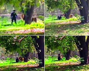 Man jumps into lion enclosure in Delhi zoo, rescued